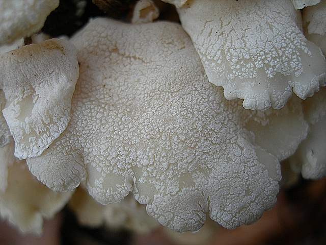 Panellus stipticus var. albidotomentosus  ?